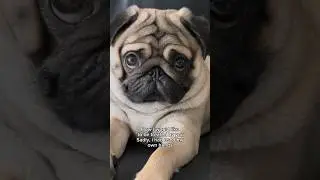 Say that agian, the dog loved it 