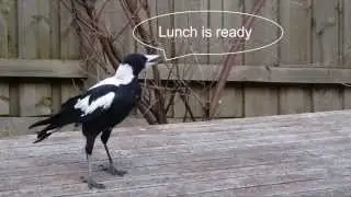 Magpie Family Feeding Frenzy