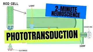 2-Minute Neuroscience: Phototransduction