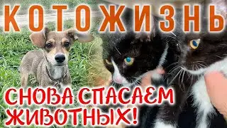 СПАСАЕМ ВЫБРОШЕННЫХ НА УЛИЦУ СОБАЧКУ И ДВУХ КОШЕК😻КОТОЖИЗНЬ!