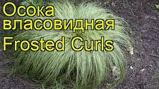 Осока власовидная (Frosted Curls). Краткий обзор, описание характеристик, где купить саженцы