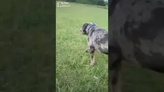 My Xl bully having fun over park