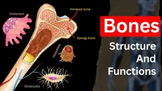 Bone Structure of Human body, | Bone Structure |Bone functions,|Bone cells,| Biology