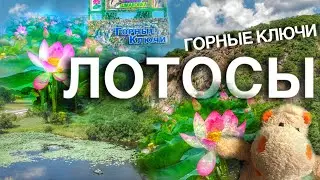 Озеро лотосов, Горные ключи,4К, Приморье,Дальнереченск