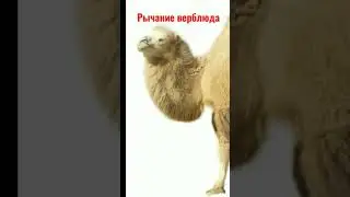 рычание верблюда 