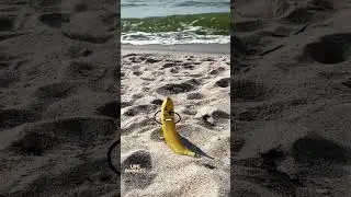 Life Doodles | Crushed a banana on the beach 😂 