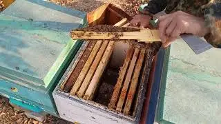 Начинаем сокращать гнёзда в зиму