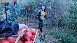 Surprising The Wife With An Abundant Garden Harvest! This Gave Me Such A Great Feeling!!