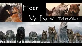Twilight Wolves - Hear me now