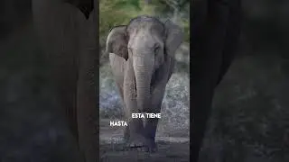 Cosas que no sabías de los elefantes 🐘