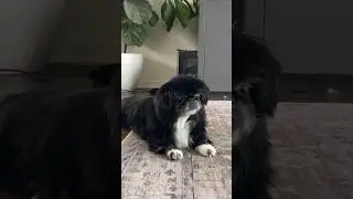 🔊 surround sound dog 🐶