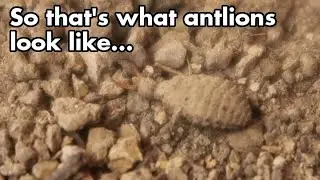 So that's what antlions look like... Bugs are so weird.