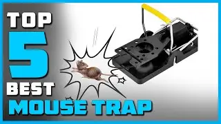 Best Mouse Trap [ in 2024 Review] Outsmarting Rodents with Traps