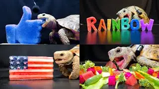 Satisfying ASMR Eating Food Mukbang for Sleep ✨ Turtle Tortoise