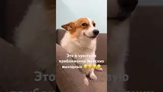 Шашлыки 🥹