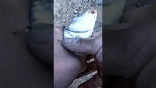 Эти сазаны гнут удилище в дугу