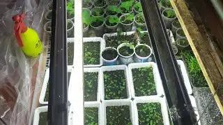 Выращивание Павловния из черенка