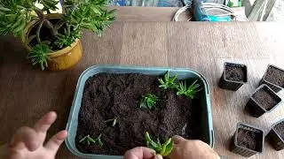 крассула корал черенкование