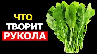 Вот что произойдет с организмом, если начать есть Руколу. Невероятная польза Руколы