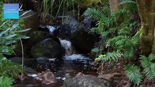 Quiet Classroom Music For Children - Relaxing stream - Water sounds and calming music