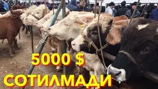 ЯНГИ МОЛ БОЗОР НАРХЛАРИ БУГУНГИСИ БОШКАЧА.САМАРКАНД САВХОЗ МОЛ БОЗОРИ