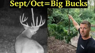 See And Shoot More Big Bucks!  Fast/Easy Mock Scrapes | Deer Can't Resist | It's Free!