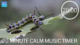 20 Minute Timer With Classical Calm Music - 🐛 Insects 🦋 - 20 minute timer with music relaxing