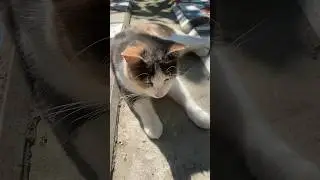 Наблюдение! Кто получает удовольствие!?