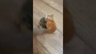 Белка напала на ежа