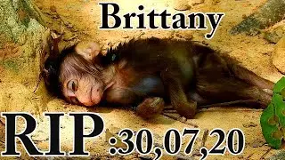 RIP: Brittany: 30,07,20 , Good bye Forever my love Angel Brittany.