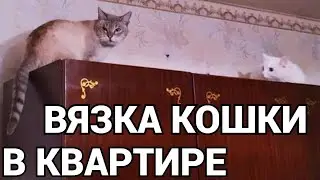 Как свести кошку с котом в квартире первый раз если кошка не подпускает кота ?