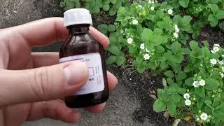 Хотите много крупной клубники? Кормите этим в конце апреля и в мае!