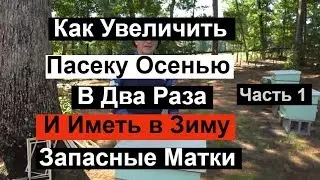 Пасека