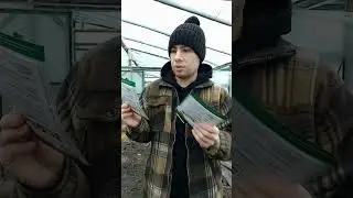 тепличный бизнес. где покупаю семена