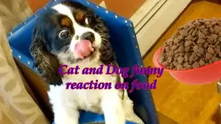 Cats and dogs reactions l Reaction on food l Animal reactions