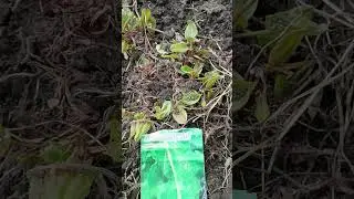 Первое марта - а мы садим щавель на даче