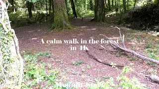 A calm walk in the forest in 4K