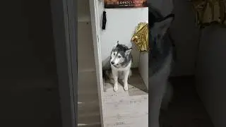 Котовья ловушка