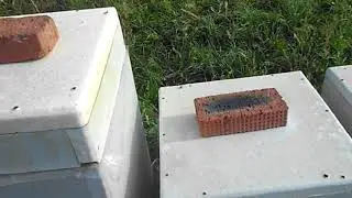 🐝🐝🐝Карника Ниска, Карника Альпийка - Моё Мнение.🐝🐝🐝