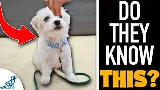 The FIRST 3 Things Your Puppy NEEDS To Learn!