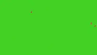 Red Roses Falling Green Screen Video No Copyright Free video Free music NP Creative