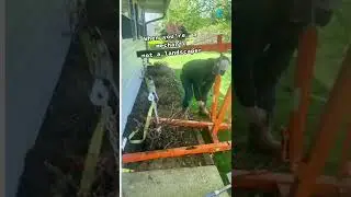 Shrub Removal Made Easy