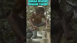 Шакал ПОДВИС! Видели такое? 