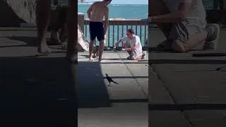 Man Rescues Pelican With Hook Stuck In Beak