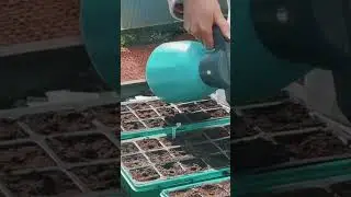 Секрет шикарной рассады капусты 