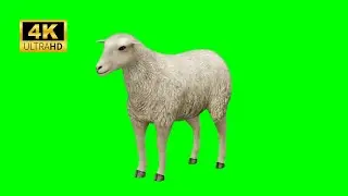 sheep green screen 🐑 green screen video 🐑 2023 4k 🐑#3