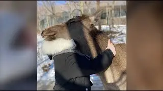 Обнимашки с изюбрихой Бусинкой в Приморском Сафари-парке