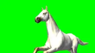 Riding Horses Green Screen-Free Horse Riding Videos