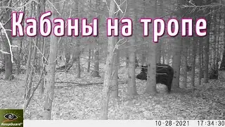 Кабаны попались на фотоловушку | Лесной Кордон