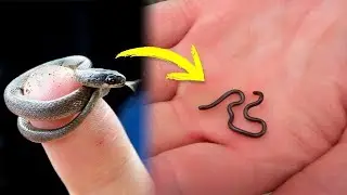 A serpente que CHOCOU CIENTISTAS e ninguém conhecia